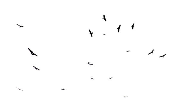 istock A flock of birds in flight isolated on a white background 2185684546