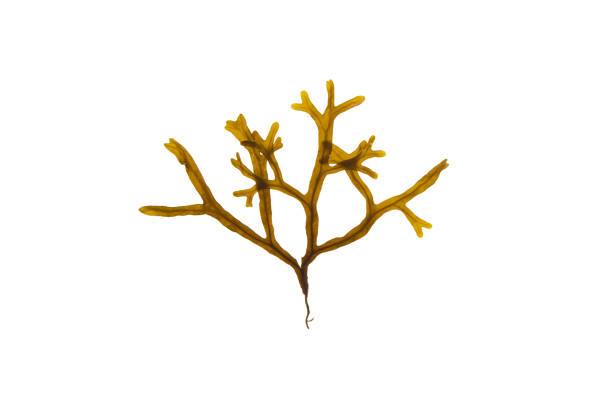 istock Fucus ceranoides brown seaweed branch isolated on white background 2185684594