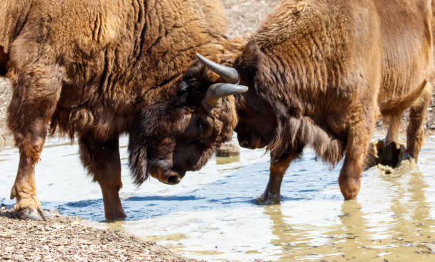 istock Two bisons are fighting in the park 2185684694