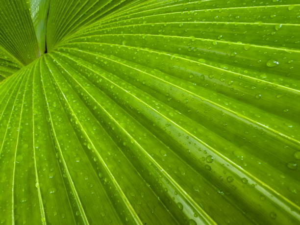 Water droplets on green leaves