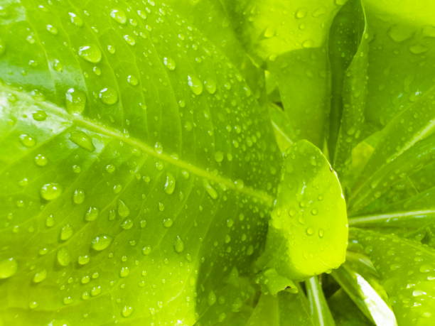 Water droplets on green leaves