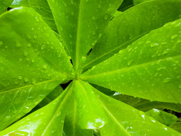 Water droplets on green leaves