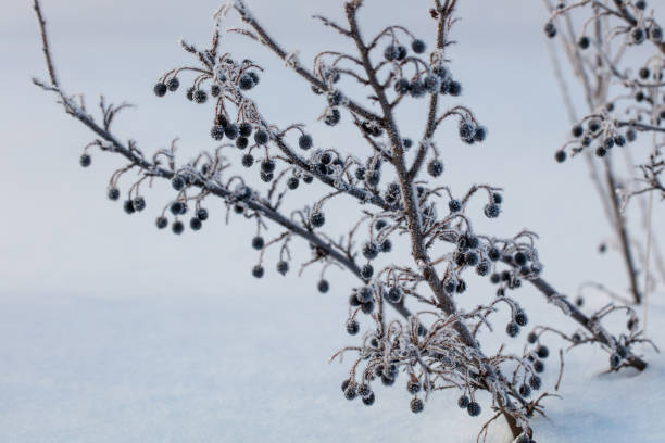 A branch covered in snow and frost with a few berries on it. Concept of stillness and quietness, as the snow and frost have covered the branches and leaves, creating a serene and peaceful atmosphere