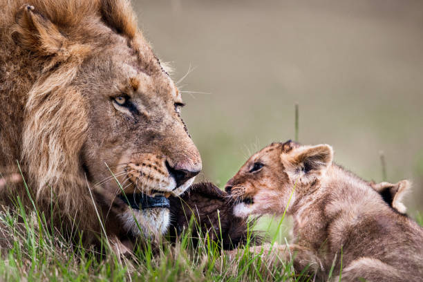 istock Lion and little cub eating in the wild. 2185686717