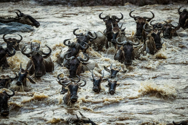 istock Herd of wildebeest migrating across Mara river. 2185686739