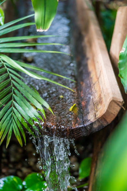 Detail of a leaf from a fern plant