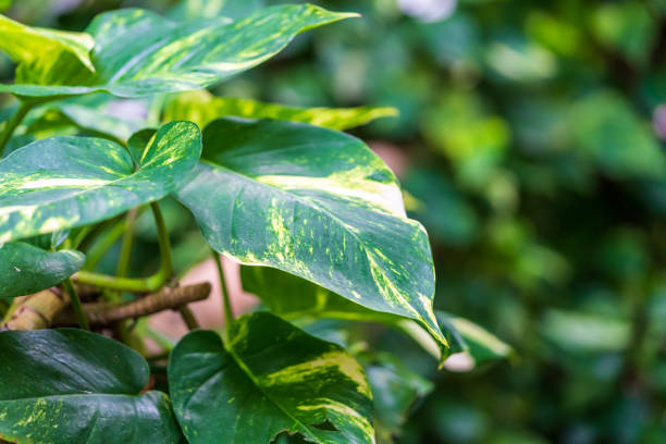 Leaves of an ivy plant Epipremnum aureum