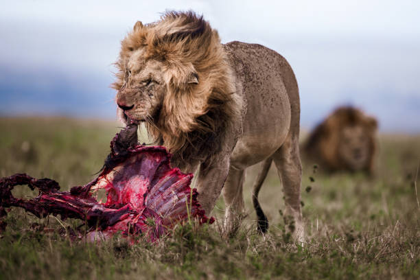 Male lion eating wildebeest in nature. Copy space.