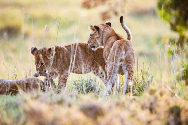istock Group of lion cubs playing in grass. 2185687537