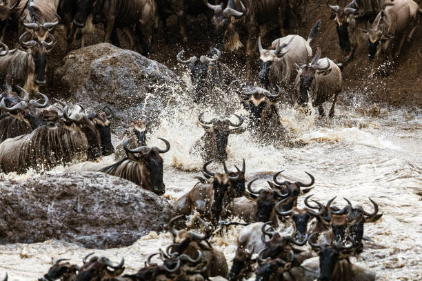 istock Great wildebeest migration in Masai Mara. 2185687543
