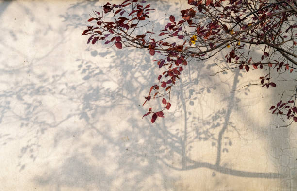 silhouette of branched on white wall