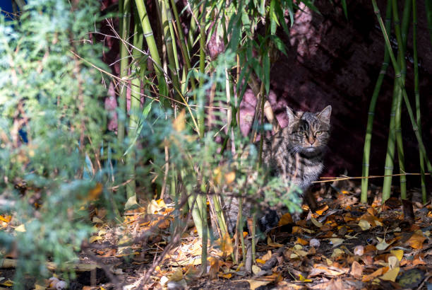 istock stray cat hides in bamboo woods 2185688594