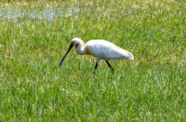 istock Eurasian Spoonbill in natural habitat 2185689110