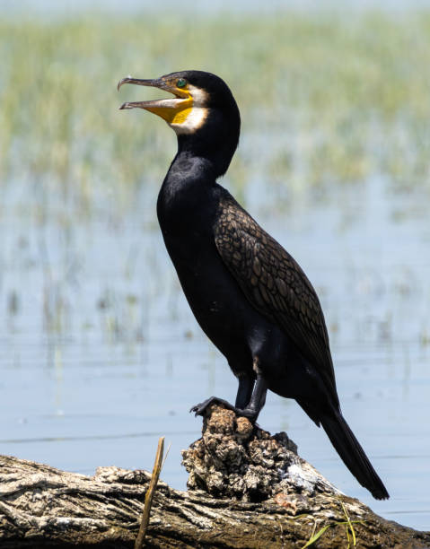 istock Great Cormorant (Phalacrocorax carbo) in natural habitat 2185689125