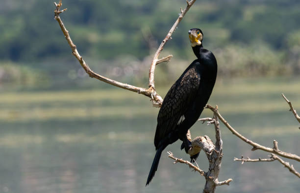 istock Great Cormorant (Phalacrocorax carbo) in natural habitat 2185689132