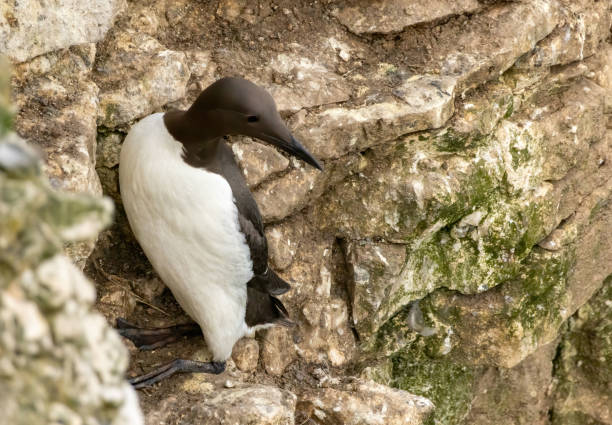 istock Guillemot on the cliffs in RSPB Bempton Cliffs reserve 2185689179