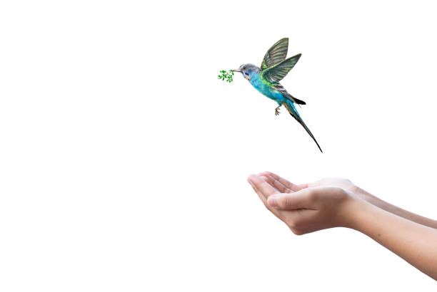 istock A bird holding a green branch in its beak on a white background 2185689197