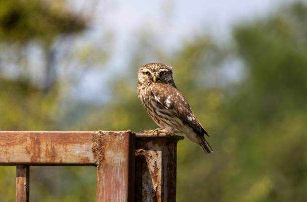 Little owl (Athena noctua)