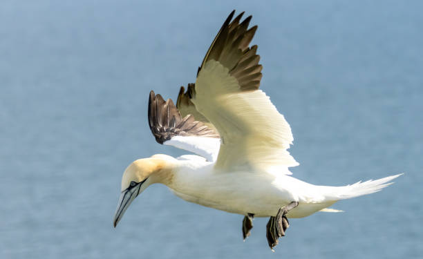 istock Northern Gannet on breeding rocks of Bempton cliffs, UK 2185689360
