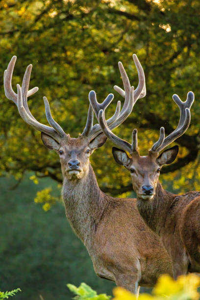istock Red deer (Cervus elaphus) in Richmond park, London, UK 2185690146