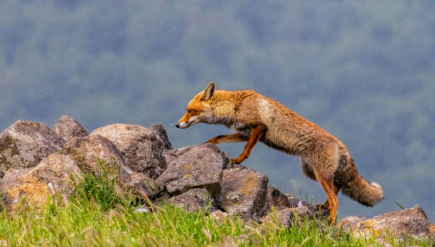 istock Red fox portrait photography 2185690155