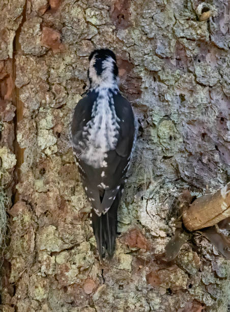 istock Three-toed Woodpecker in a natural habitat 2185690231