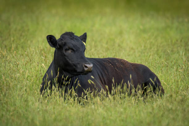 istock black angus cattle resting in green grassy field 2185690382