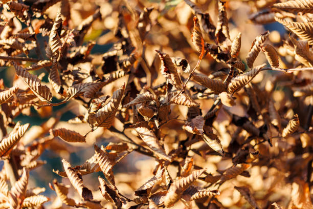 The colors of fallen and dry leaves due to autumn and the cold.