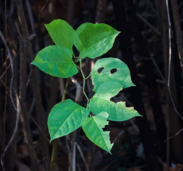 istock Japanese knotweed with green leaves 2185692026