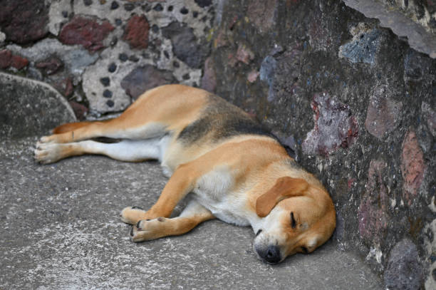 istock Small dog lying at the pyramids in Teotihuacan 2185692434