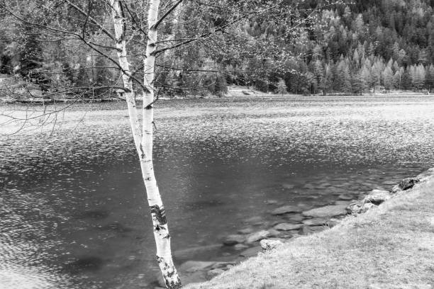 Black and white landscape of a serene lake with a birch tree in the foreground and dense forest in the background.