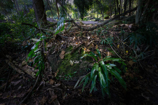 istock Samrong Kiat Waterfall nature reserve with its rocky walks and native trees 2185694914