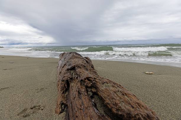 Weathered driftwood on a deserted sandy beach under cloudy skies, creating a serene natural scene in daylight