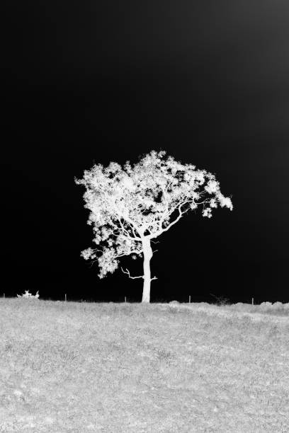 istock Single tree in silhouette in black and white 2185695160