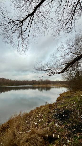 istock tree branch bent over calm lake water surface autumn landscape 2185695571