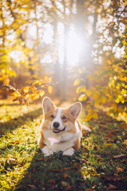 istock Happy corgi resting on the grass surrounded by autumn leaves in a serene park setting 2185695581