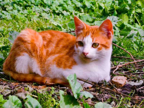 Close up cat on green grass