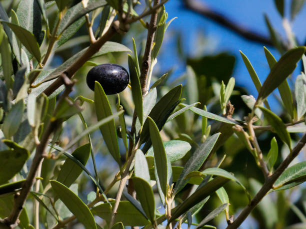 istock Close up shot of an olive tree 2185695880