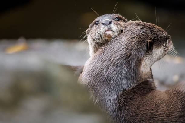 istock Close-up of two affectionate otters embracing. 2185696494