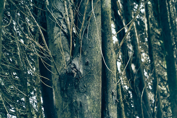 A dense thicket of branches with space to copy. A wild forest with many tree trunks on a summer day. High quality photo