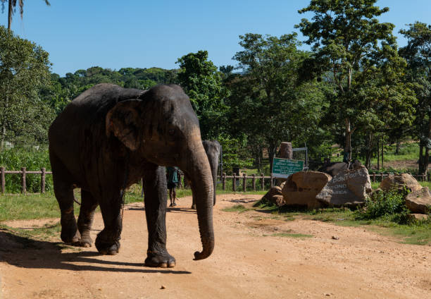 istock Elephant bath at the elephant orphanage in Pinnawala, Sri Lanka 2185697558