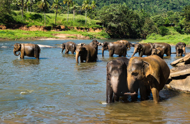 istock Elephant bath at the elephant orphanage in Pinnawala, Sri Lanka 2185697568
