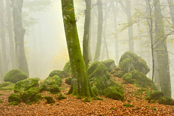 istock Italian Mount Cimino's Beech Forest in autumn, UNESCO Heritage Site 2185698447