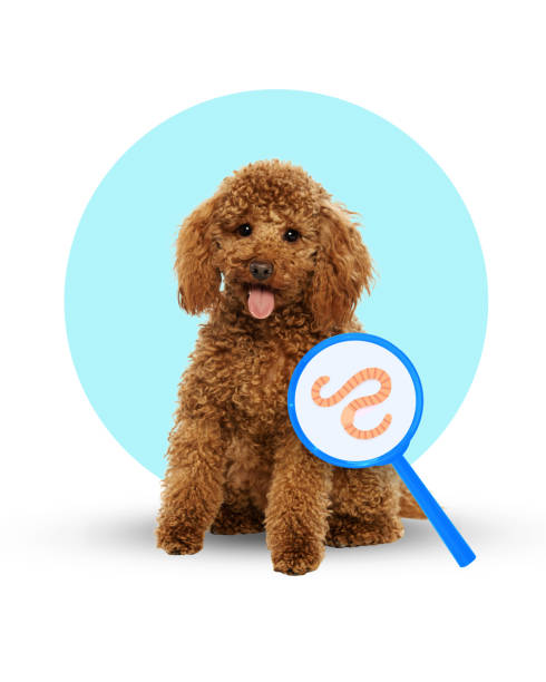 Happy brown poodle with magnifying glass highlighting worms, representing pet health issues. Contemporary conceptual art.