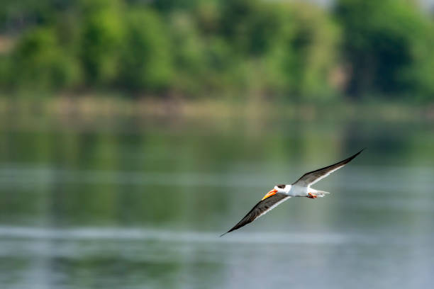 Indian skimmer or Indian scissors bill or Rynchops albicollis skimming and flying with full wingspan in natural scenic green view or background at national chambal sanctuary dholpur rajasthan india stock photo