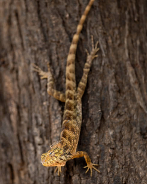 istock Common Garden Lizard or Oriental garden lizard or Calotes versicolor on tree trunk camouflaged in natural wood color background in forest of india asia 2185700893