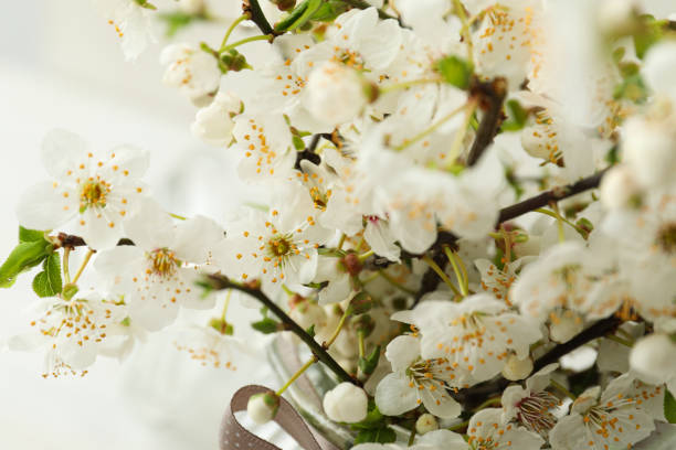 Branch of a blossoming tree.