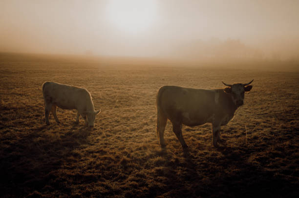 istock Cows in the Mist. Agriculture in a Changing Season 2185703160