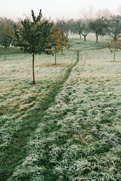 The image displays a serene winter landscape in Denmark. Frost lightly coats the shrubs and forest foliage, under a bright clear sky. A frost-laden dirt path leads into the quiet, leafless forest.