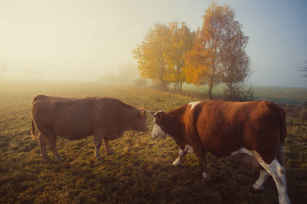 Misty Horizons and Grazing Cattle: Autumns Ode to the Agrarian Industry